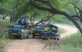 Jawai Jungle Safari