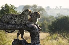 Morning Leopard Safari